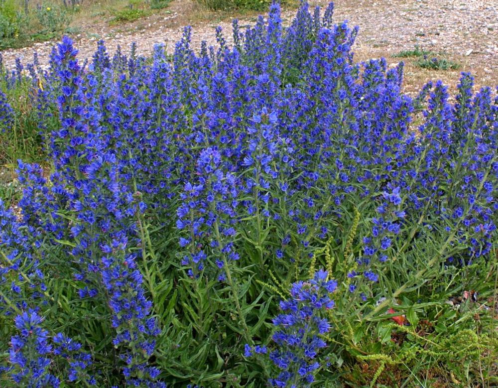 blueweed invasive species